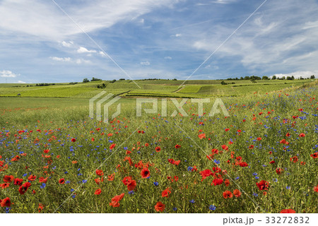Cornflower Poppy Vineyard 33272832