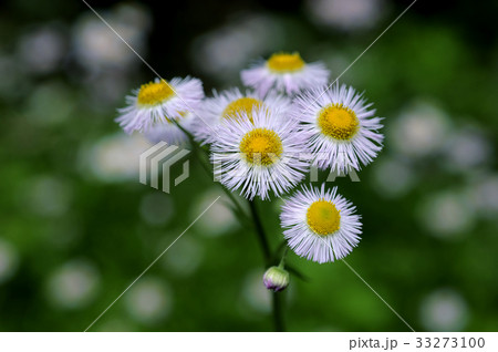 ハルジオン ハルジオン 33273100