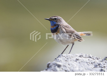 Male Red-spotted bluethroat Male Red-spotted bluethroat 33273551