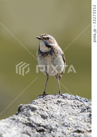 Female Red-spotted bluethroat Female Red-spotted bluethroat 33273552