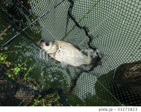 フナ フナ 33273823