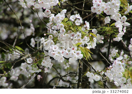 伊佐須美神社の薄墨桜(会津美里町) 33274002