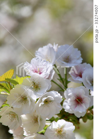 伊佐須美神社の薄墨桜(会津美里町) 33274007