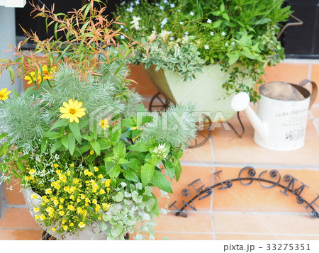 オシャレな寄せ植えの写真素材