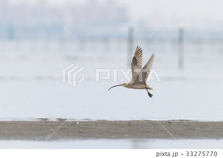 ホウロクシギ飛翔 33275770