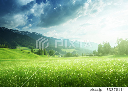 field of spring dandelions, South Tyrol, Italy field of spring dandelions, South Tyrol, Italy 33276114
