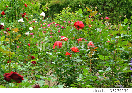 松島散歩:白華峰西洋の庭 円通院 松島散歩:白華峰西洋の庭 円通院 33276530