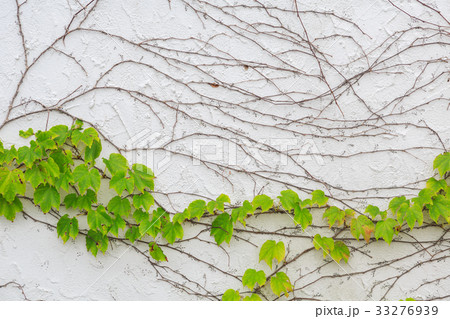 白い塗り壁と緑の葉 蔦 の写真素材
