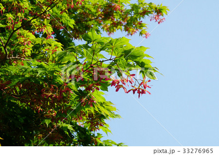 ユニークなヤマモミジの翼果 ユニークなヤマモミジの翼果 33276965