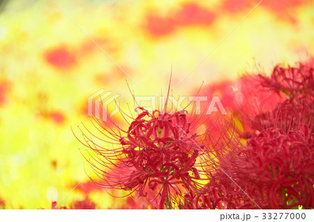 彼岸花 彼岸花 33277000