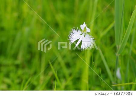サギ草 サギ草 33277005