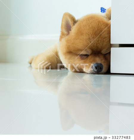 pomeranian puppy dog cute pet sleeping - Stock Photo [33277483] - PIXTA