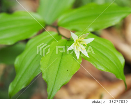 チゴユリ 33277839