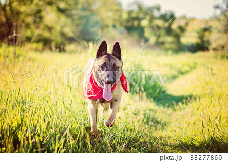 Shepherd on a walk Shepherd on a walk 33277860