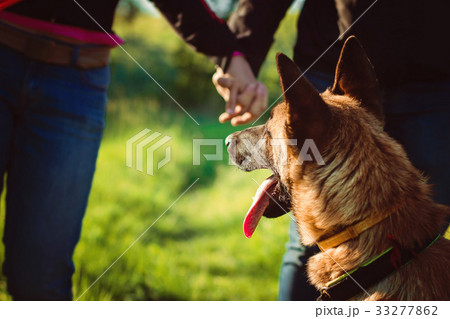 Shepherd on a walk 33277862