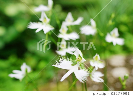サギソウの花 33277991