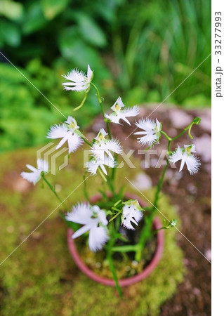 サギソウの花 33277993