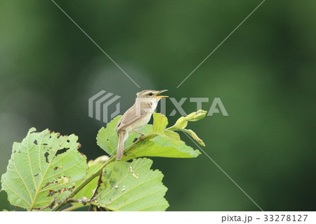 コヨシキリ歌う コヨシキリ歌う 33278127