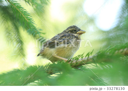 ホオジロ巣立ち幼鳥 33278130