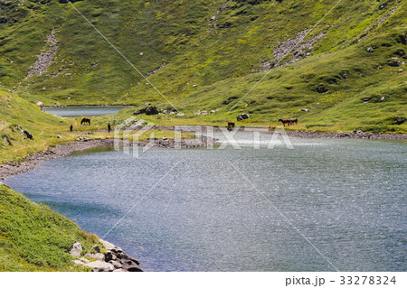 horses are standing near the lake horses are standing near the lake 33278324