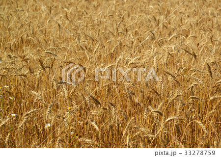 Fragment of wheat field close-up Fragment of wheat field close-up 33278759