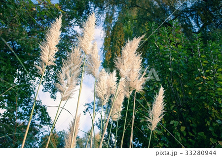 Autumn grass with fluffy ears in the woods 33280944