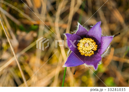 Top View Of Wild Spring Flowers Pulsatilla Patens 33281035