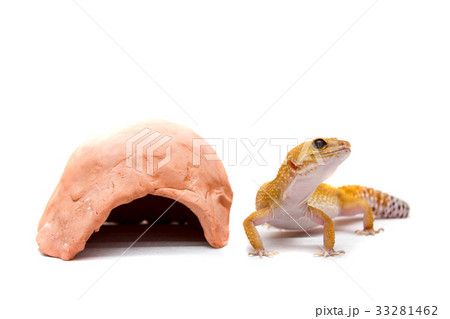 Leopard gecko pet Leopard gecko pet 33281462