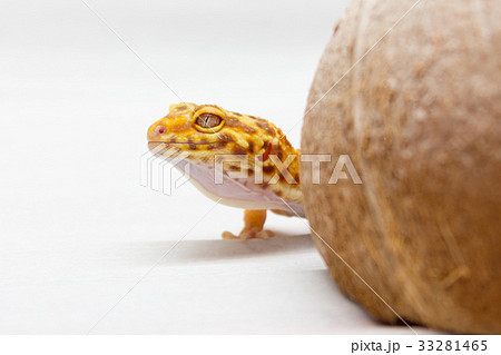 Leopard gecko pet Leopard gecko pet 33281465