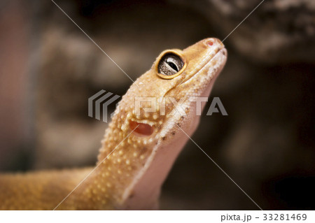 Cute lizard poses for the camera 33281469