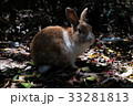 大久野島のウサギ 33281813