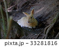 大久野島のウサギ 33281816