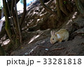 大久野島のウサギ 33281818