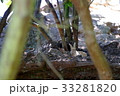 大久野島のウサギ 33281820