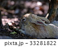 大久野島のウサギ 33281822