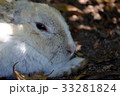 大久野島のウサギ 33281824