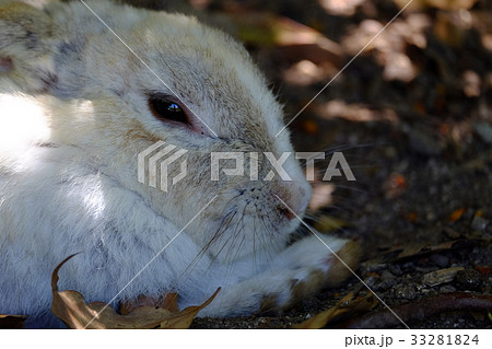 大久野島のウサギ 大久野島のウサギ 33281824