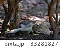 大久野島のウサギ 33281827