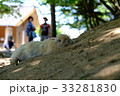 大久野島のウサギ 33281830