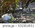 大久野島のウサギ 33281831