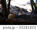 大久野島のウサギ 33281833