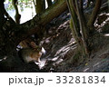 大久野島のウサギ 33281834
