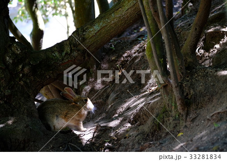 大久野島のウサギ 大久野島のウサギ 33281834
