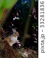 大久野島のウサギ 33281836