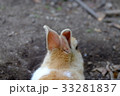 大久野島のウサギ 33281837