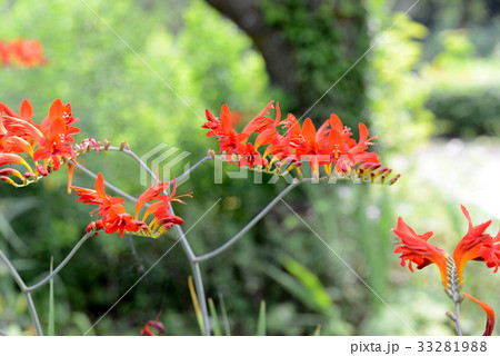 ヒメヒオウギズイセン ヒメヒオウギズイセン 33281988