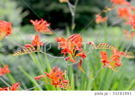 ヒメヒオウギズイセン ヒメヒオウギズイセン 33281991