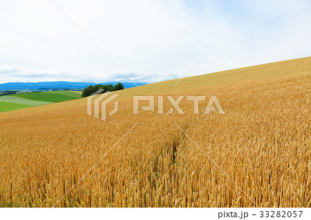 美瑛 パノラマロードエリアの麦畑の写真素材 3357