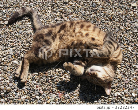 寝転がるキジトラ 33282247