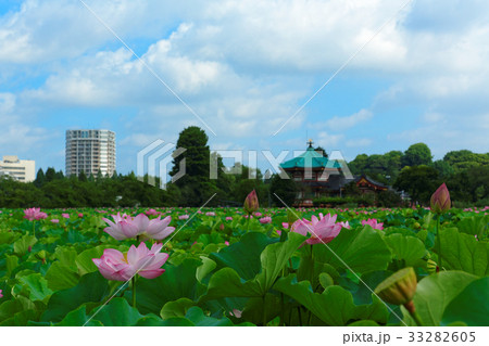 上野の不忍池の蓮の花と青空 上野の不忍池の蓮の花と青空 33282605